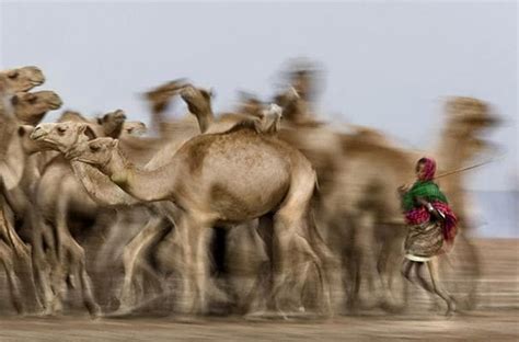 Pregnant woman are not permitted to ride the camels. GABRA (GABBRA) PEOPLE: THE PEACEFUL CAMEL-HERDING PEOPLE ...