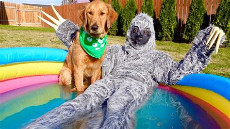 Get it as soon as wed, jul 7. Sloth Gives Dogs Bath in Swimming Pool! - YouTube