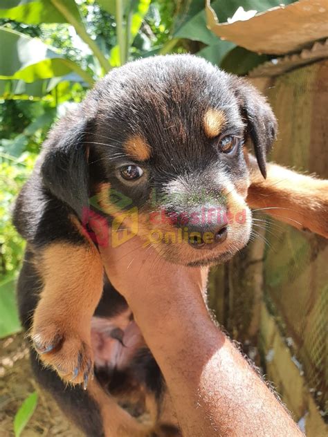 The average gsd living to 10.95 years. Rottweiler X German Shepherd Rotti Pups for sale in ...