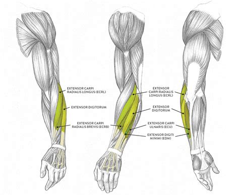 Learn the muscles of the arm with free quizzes, diagrams and worksheets. Muscles of the Arm and Hand - Classic Human Anatomy in ...