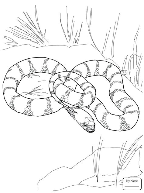 Python Snake Drawing at GetDrawings | Free download