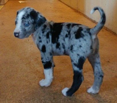 Get a boxer, husky, german shepherd, pug, and more on kijiji, canada's #1 local classifieds. Blue Leopard Catahoula Puppies For Sale In Louisiana