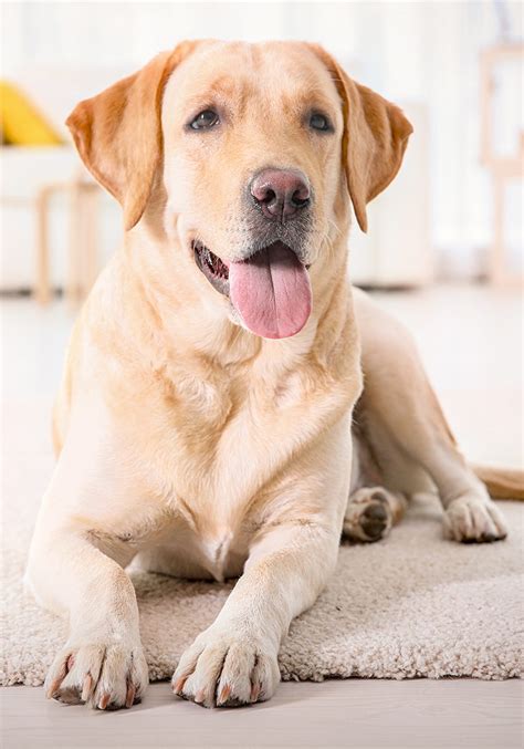 The labrador retriever is the most popular breeds in the united states, mostly due to its even temperament, high there are two distinct types of labrador retrievers: Golden Retriever vs Labrador - Which Is The Best Pet?