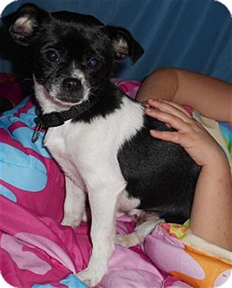 Learn more about chesterfield county animal services in chesterfield, va, and search the available pets they have up for adoption on petfinder. Richmond, VA - Chihuahua. Meet Annabelle a Pet for Adoption.