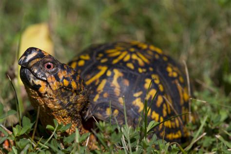 Box turtles prefer an open area outdoors such as a large tub or tray (3 foot by 4 foot with 1 foot walls is recommended) over an aquarium. Are Eastern Box Turtles Protected From Being Pets in ...