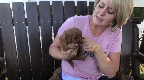 We raise our own fiber animals on our farm in maryland and send the raw fleeces to a local mill to be processed. Timber Creek Doodles Puppy Selection 8-31-2019 Miley - YouTube