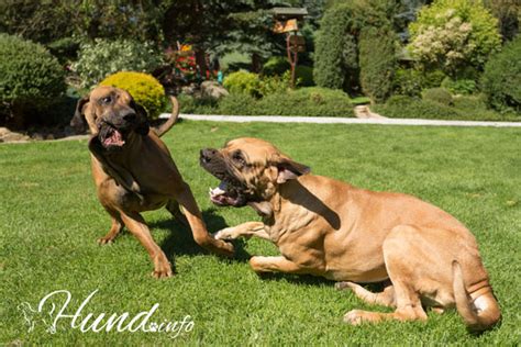 En heeft deze hond veel beweging en verzorging nodig? Fila Brasileiro | Hunde