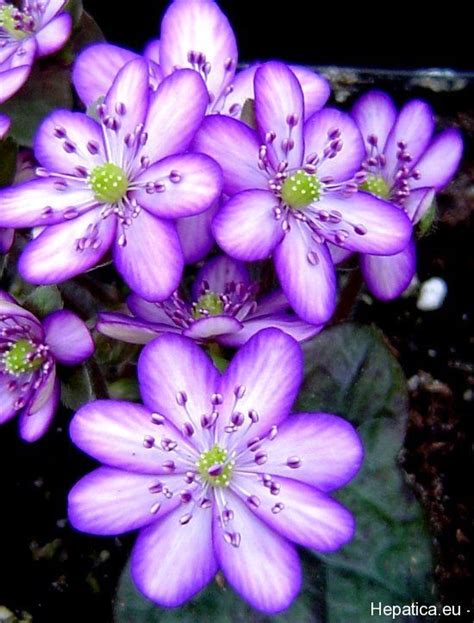 Below are ten amazing flowers and their history in a list that has especially been compiled. 215 best Exotic Flowers images on Pinterest | Exotic ...