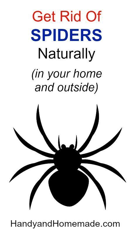 At least that way, the spider web won't hit you in the face when you walk outside! How To Get Rid Of Spiders Naturally In Your Home And ...