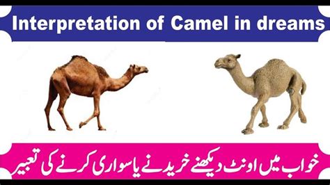 To see this beast of burden, signifies that you will entertain great patience and fortitude. Pin on Interpretation of camel in dreams. khawab mein oont ...