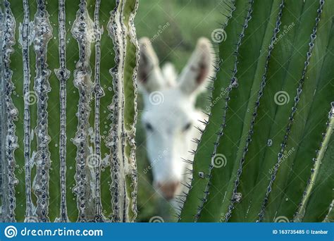 Is your christmas cactus blooming in november? White Donkey Hiding In Baja California Sur Giant Cactus In ...