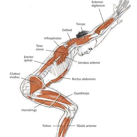 The practitioner who practices yoga, not only as a the camel pose strengthens and mobilizes all the muscles between the pelvis and the neck. Utkatasana (chair pose) (by uthyxo) #yoga | Yoga anatomy ...