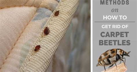 If you are still having issues, try a bug bomb. How to Get Rid of Carpet Beetles - You Should Read This Post