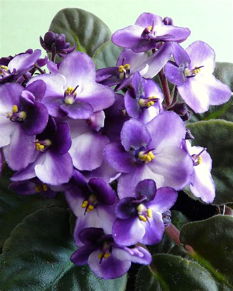 Named for tommie louise oden who first discovered it. African Violets | Houseplant | Nancy Chow | Flickr