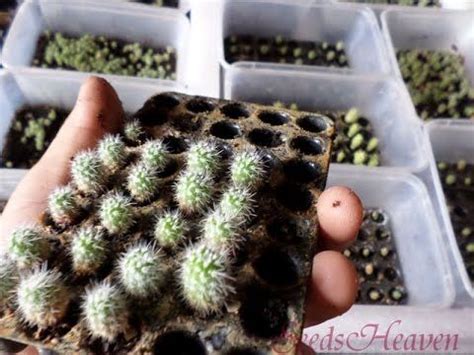 I sieved dirt for cactus seeds and then grew the cactus and made mine that way, i think it you plant cactus on sand blocks, from cactus seeds (sift sand for them), then break off new blocks as they grow (to keep the cactus growing for later use). DIY Tutorial On How To Make A Terrarium with Cacti and ...