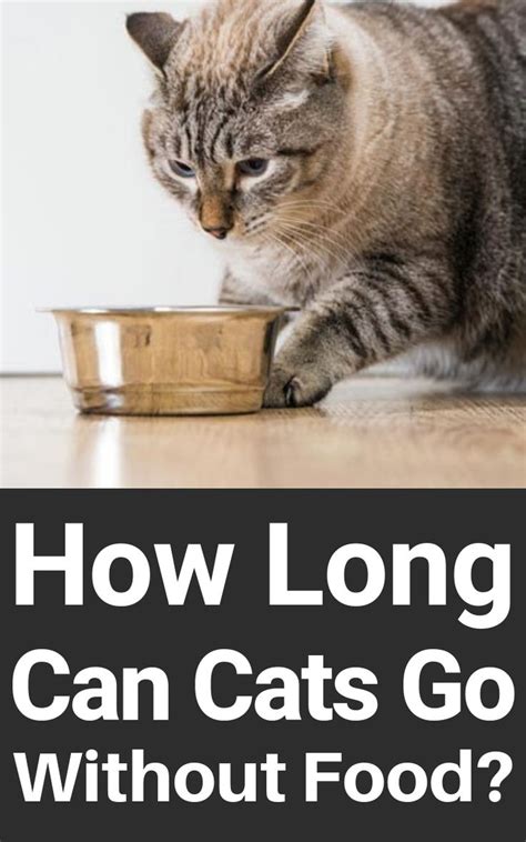 How long can a cat go without eating? How Long Can Cats Go Without Food? | Cats, Kitten health ...