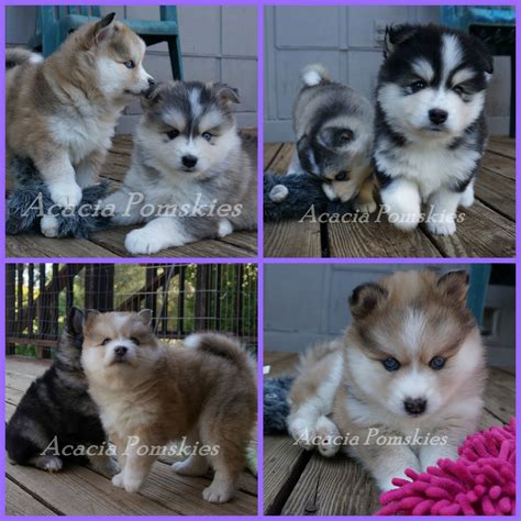 Easy, convenient, no hassle shipping across the united states. Pin by Acacia Pomsky Puppies on Pomsky Puppies born 5/11 ...