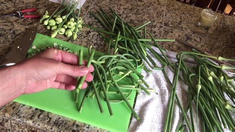 How to Prepare Garlic Scapes for Cooking ~ Love Your Land ...