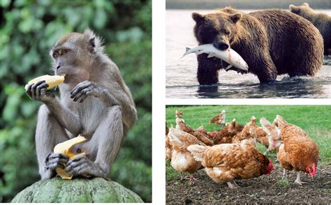 Ada haiwan yang makan tumbuhan sahaja, ada haiwan yang makan daging atau haiwan lain dan. KENALI HAIWAN