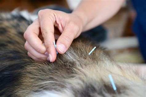 Bone cancer in dogs, also known as osteosarcoma, is a condition that results in an abnormal, malignant growth of immature bone cells. Acupuncture for Dogs - Love4RAnimals acupuncture for dogs