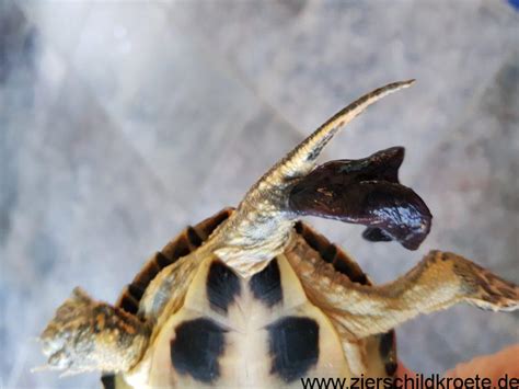 Wissenschaftler haben zehntausende daten ausgewertet, um eine antwort auf diese frage zu finden. Penis-Vorfall - Wasserschildkröten