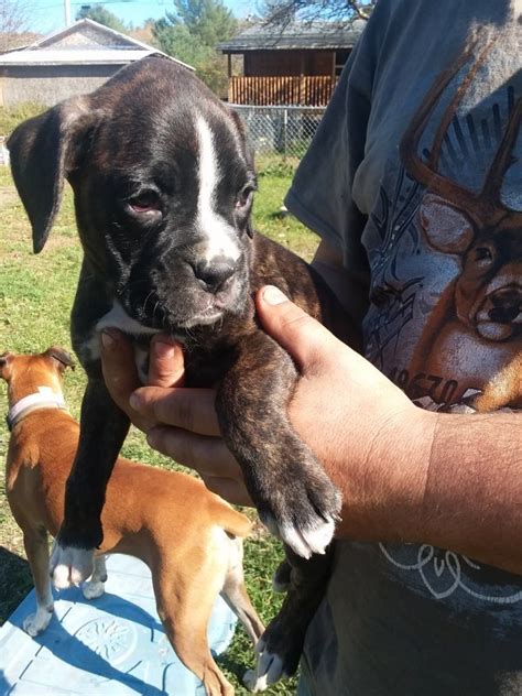 Above you will find the latest dachshund puppies which we have for sale. Boxer Puppies for Sale in Upstate New York