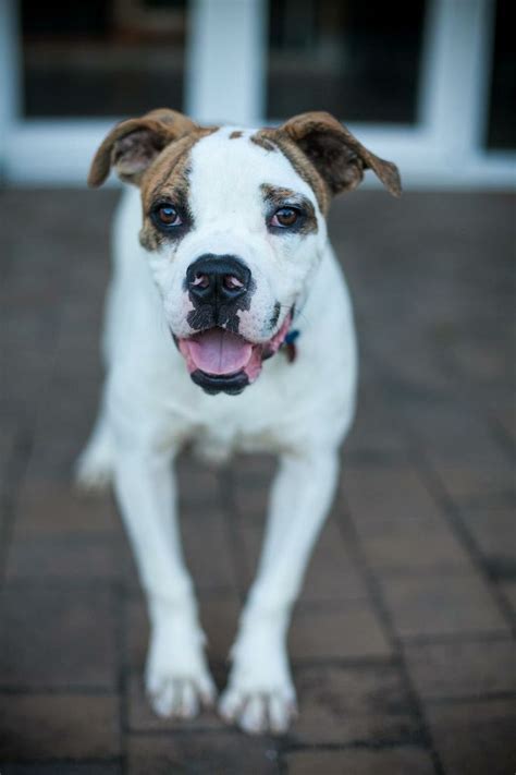 Baby, medium, female, english bulldog american bulldog mix good with: Adopt Max on | Big puppies, American bulldog mix, Rescue dogs