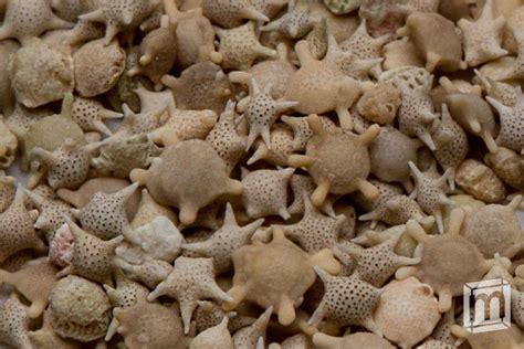 See all things to do. Japanese Star Sand