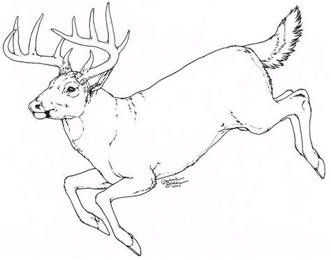 Explore 623989 free printable coloring pages for your kids and adults. Whitetail by Emryswolf on DeviantArt | Deer sketch, Deer ...