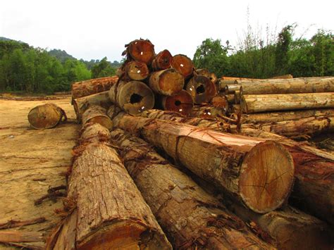 Hutan, lebih banyak perlakuan penebangan hutan, lebih kurangnya hujan di kawasan itu. Mukhlis : Banjir Sungai Rongkong Akibat Ulah Penebangan ...