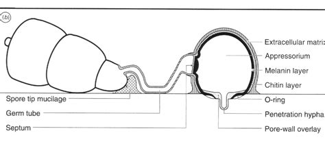 Check spelling or type a new query. Figure 4 from Infection structures of fungal plant ...