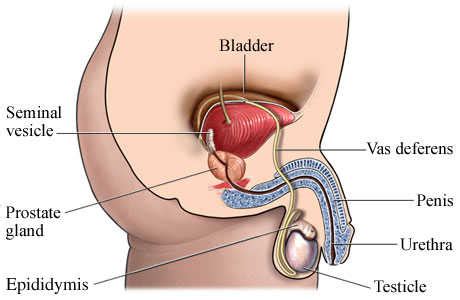 Prostate, seminal vesicles, bulbourethral (cowper)glands. Systems of...: 7.- The Reproductive System - Organs And ...