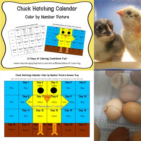 Chicken cyclekit unit b2 cherrycourt way leighton buzzard lu7 4uh. Pin on Animal Learning