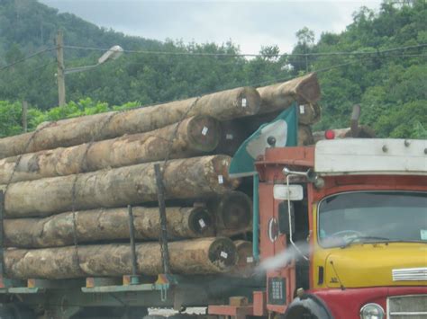 Menteri pembangunan tanah negeri james masing secara terbuka menyalahkan kesesakan dan lambakan kayu balak hasil dari pembalakan haram di hutan sungai melatai. Kelantan untuk BN: Pembukaan ladang merancakkan kegiatan ...