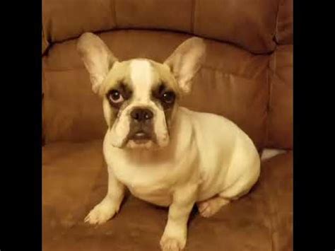 Excellent blue akc registered male and female french bulldog puppies for sale, they are very healthy and will come with all papers.for more info. Rico: French Bulldog puppy for sale near Houston, Texas ...