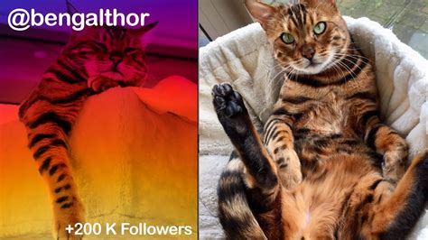 There are 30 hashtags in each box and you can see up to 100 hashtags by clicking. Bengal Cat, Popular on Instagram | Cat Channel - YouTube