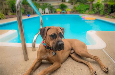 We did not find results for: Protect Your Pets From Getting Sunburned