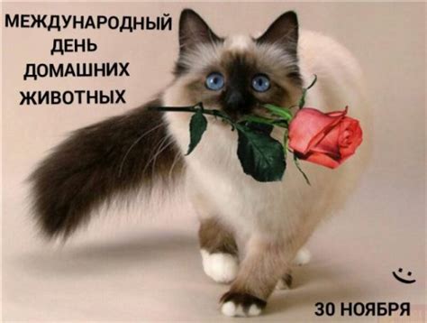 Тамбовский психолог во всемирный день лени рассказала россиянам о ее плюсах. Картинки на Всемирный день домашних животных