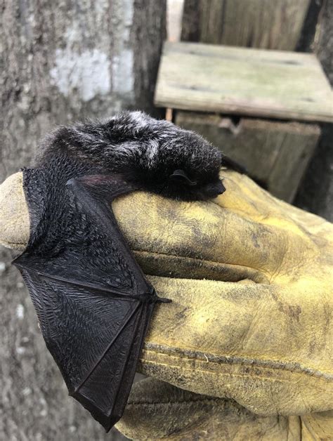 If possible, have the bat captured for testing. My dad found a tiny sleeping bat while doing yard work. I ...