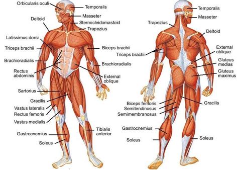 Human muscle system, the muscles of the human body that work the skeletal system, that are under voluntary control, and that are concerned with movement this simple. Muscle Diagram | brittney taylor