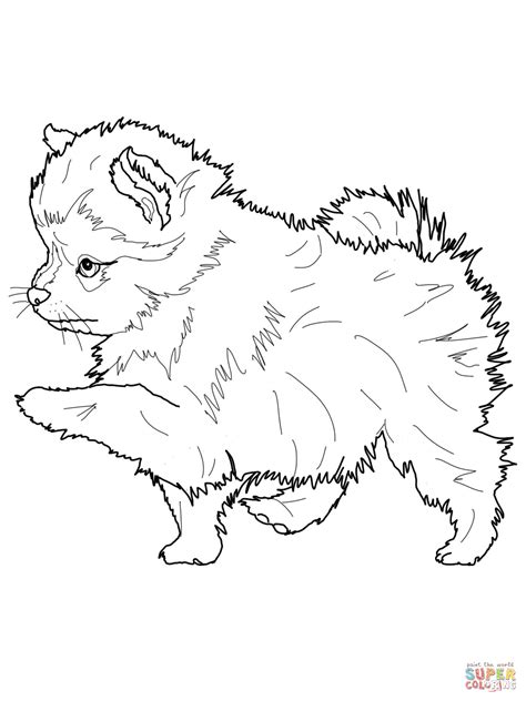 Members of this breed are somewhat longer than they are tall. English Springer Spaniel Coloring Pages at GetDrawings ...