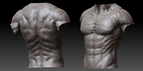 Male torso anatomy model this is a professional 85 cm tall human body torso anatomical model for teaching & learning use. Dante by Attila Mucsi - 3DTotal Forums