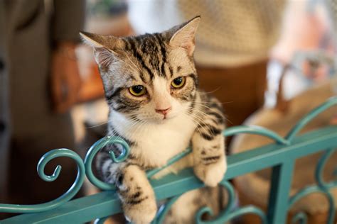 The kittens are stalking, hiding and pouncing, and digging—instinctual behaviors ingrained in all cats, whether they grow the kittens have been introduced to scratching posts and had their claws trimmed for the first time. How To Introduce A Kitten To A Cat?