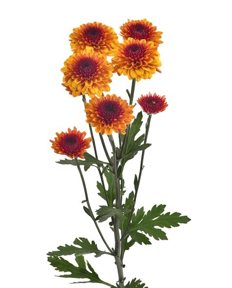 Caramelito pasaron los días, no te volví a ver y yo te busco y te busco, no sé qué hacer las noches se hacen muy vos sos mi caramelito, mi dulce bombón quiero comerte a besitos, vos sos mi amor. Caramelito™ - Danziger