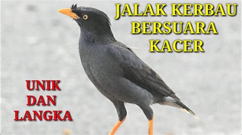 Sedangkan untuk burung jalak kebo dewasa masih cukup terjangkau, ditawarkan dengan harga sekitar rp400.000 per ekornya. suara jalak kebo seperti kacer - YouTube