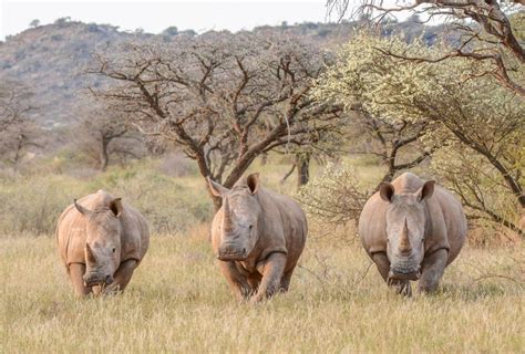 By katerina lorenzatos makris ~ animal issues reporter spoke with mariza christodoulou, vice president of the panhellenic animal welfare and environmental federation in greece during a. Wildlife Sales - Animal Issues - Animal Encyclopedia