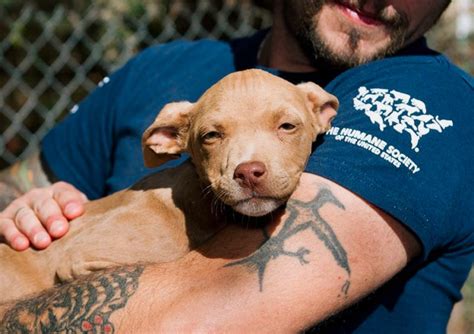The Humane Society of the United States | Risted