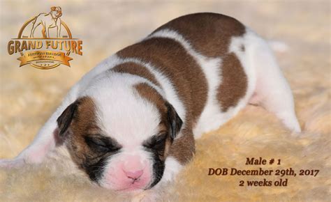 Breeder referral members are highly respected members of the bulldog club of america. American Bulldog Puppy for sale - photo 36.jpg ...