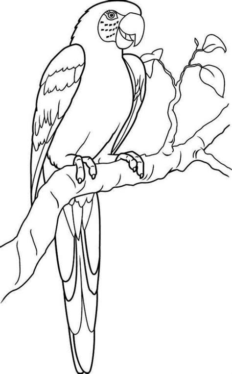 These birds fell in love with people for their bright color, their quick there are predators among parrots, but they usually prefer plant foods and fermented fruits and nuts. Get This Parrot Coloring Pages Free Printable 9548