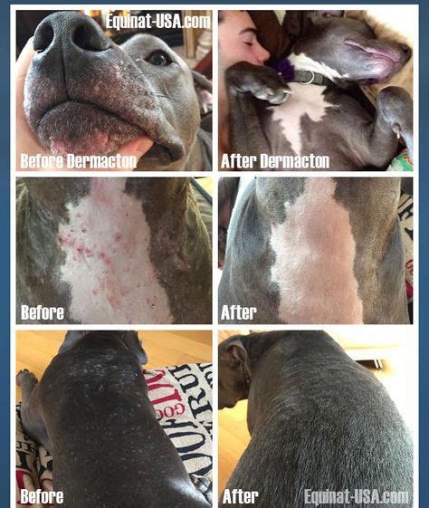 Dogs can suffer severe itching of the skin, known formally as 'pruritis', for several reasons. PITBULL Skin Problems: Natural Remedy | Dog itchy skin ...